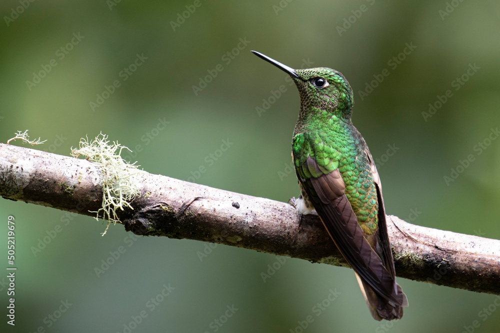 Buff-tailed Coronet Hummingbird on a branch Buff-tailed Coronet Hummingbird on a branch