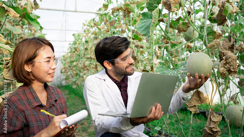 Fototapeta premium Melons farm Agricultural Scientist use laptopin white coats checking the quality of melons in the greenhouse farm.team quality control and inspection organics fruit,GMO,agriculture technology concept.