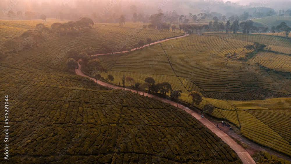 vineyard in autumn
