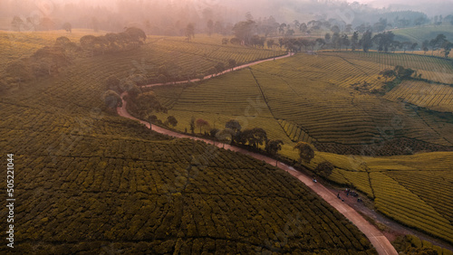 Obraz na płótnie vineyard in autumn w salonie