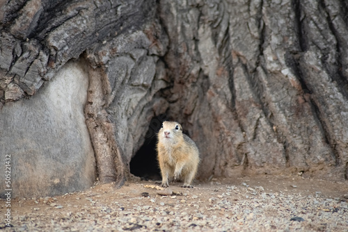 Canvas Print a wild ground squirrel near the entrance to its burrow under a tree