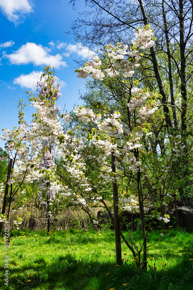 Obraz premium White blossom japanese cherry tree