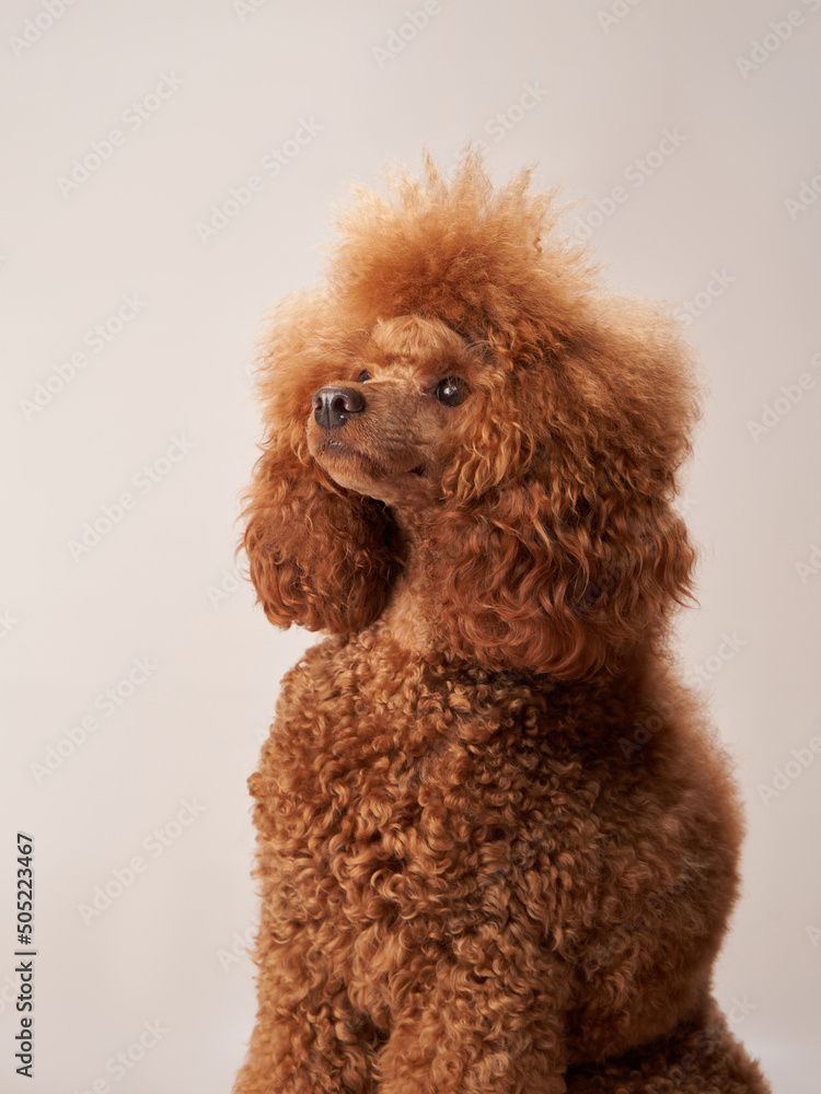 curly dog on a beige background. Portrait red poodle in the studio curly dog on a beige background. Portrait red poodle in the studio