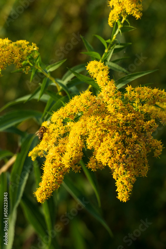 Goldrute Blüte in gelb auf einer Wiese photo