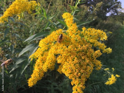 Goldrute Blüte in gelb auf einer Wiese photo