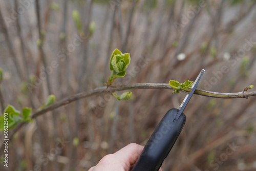 Garden work in spring. Pruning a hydrangea bush and collecting scraps for planting.
