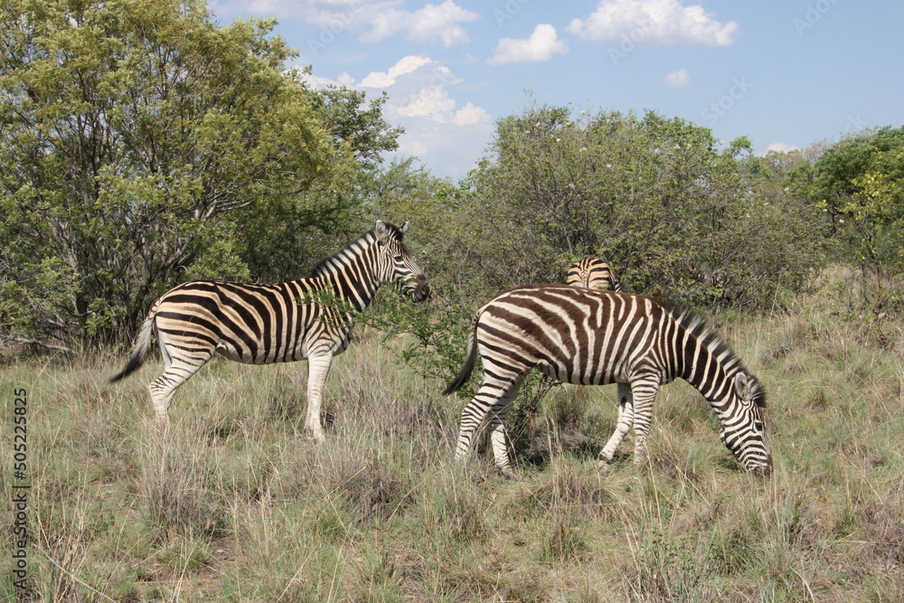 Obraz premium Zebras grazing on grasses
