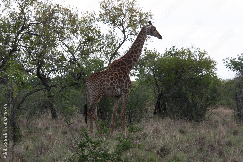 Fototapeta premium Giraffe in the wild
