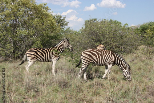 Zebras grazing on grasses