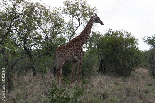 Giraffe in the wild