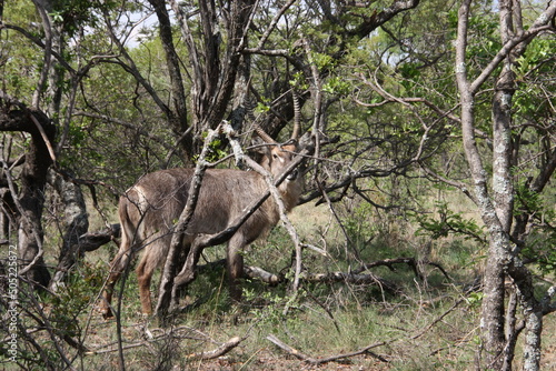 Waterbuck