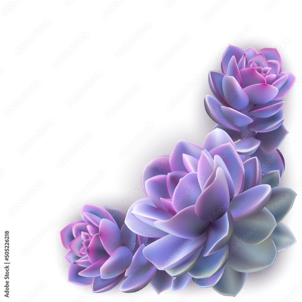 Naklejka premium Illustration of purple echeveria succulent plant isolated. Background for invitation of greeting card template, cover, web design 
