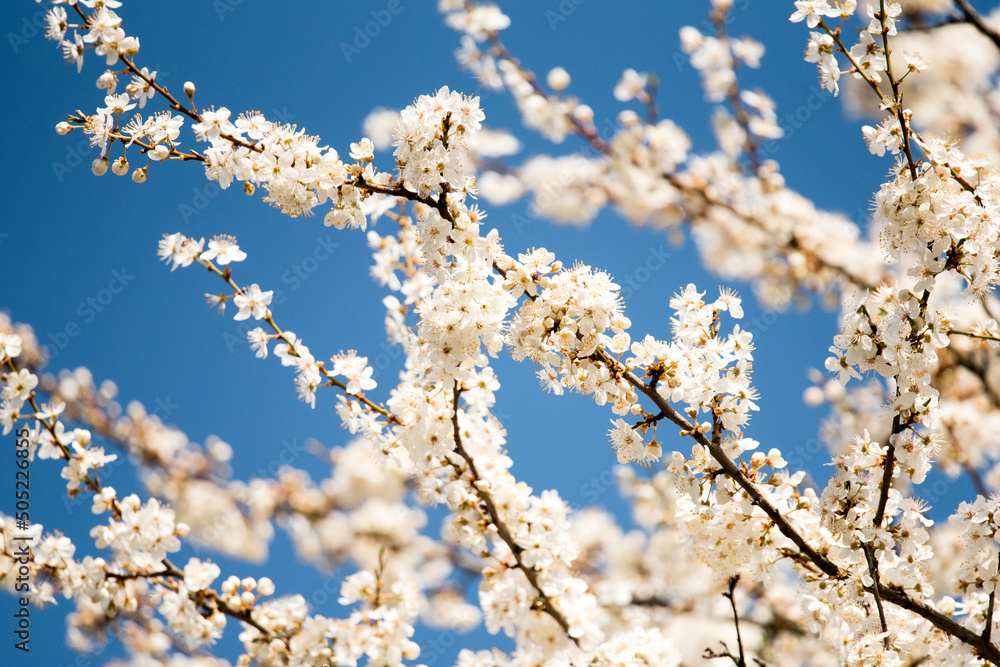 Cherry branch. Blooming white flowers. The blue sky on background. Cherry Blossoms.