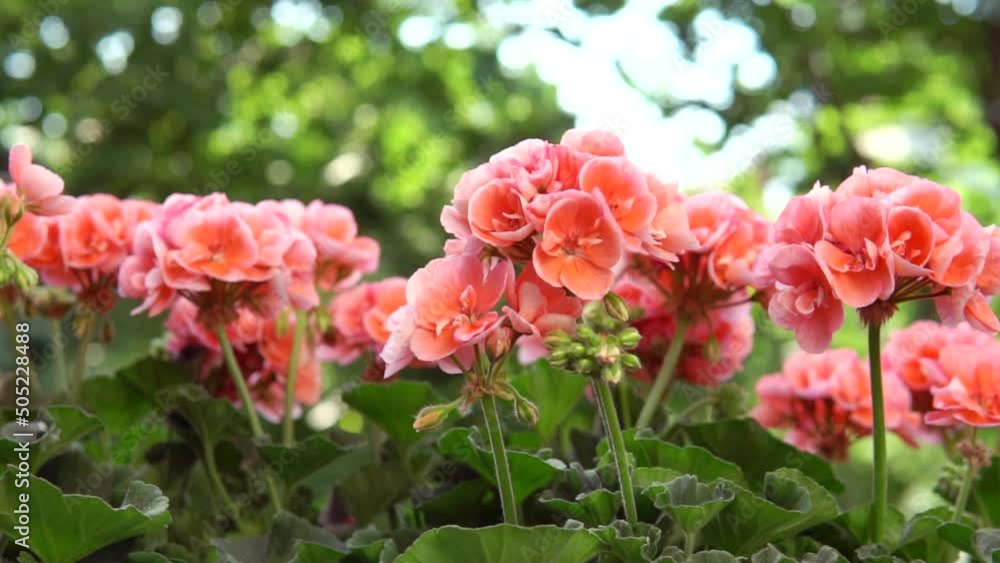 Beautiful blooming pink geranium flowers in spring. background. Beautiful blooming pink geranium flowers in spring. background.