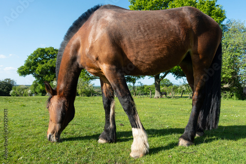 Close up shot of beautiful bay horse grazing on Spring grass in field in rural Shropshire.