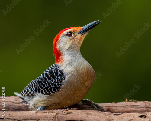 Red-Bellied Woodpecker