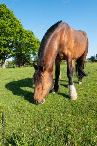 Close up shot of beautiful bay horse grazing in field on Spring grass on a lovely sunny day.