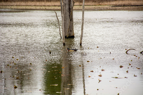 Wood Duck