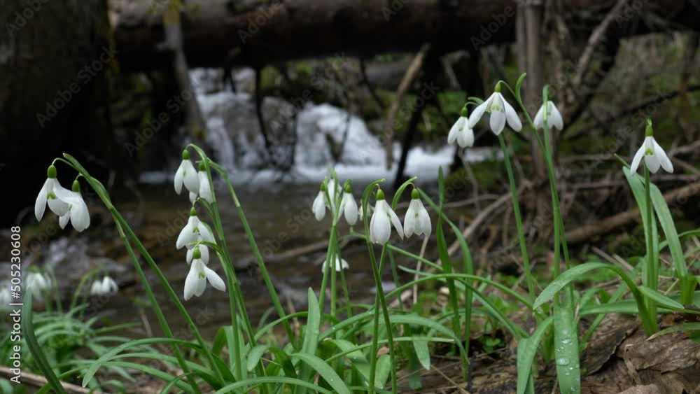 Snowdrop, Herald of Spring in natural ambient (Galanthus nivalis) - (4K) Snowdrop, Herald of Spring in natural ambient (Galanthus nivalis) - (4K)