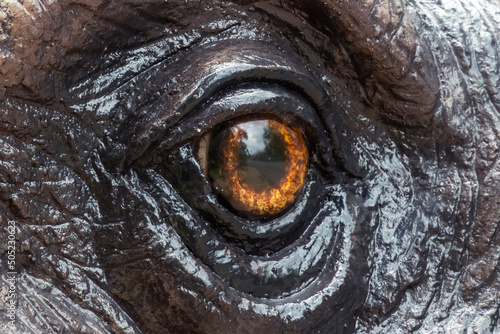 Artificial eye of a sculpture of a predator. Close-up.