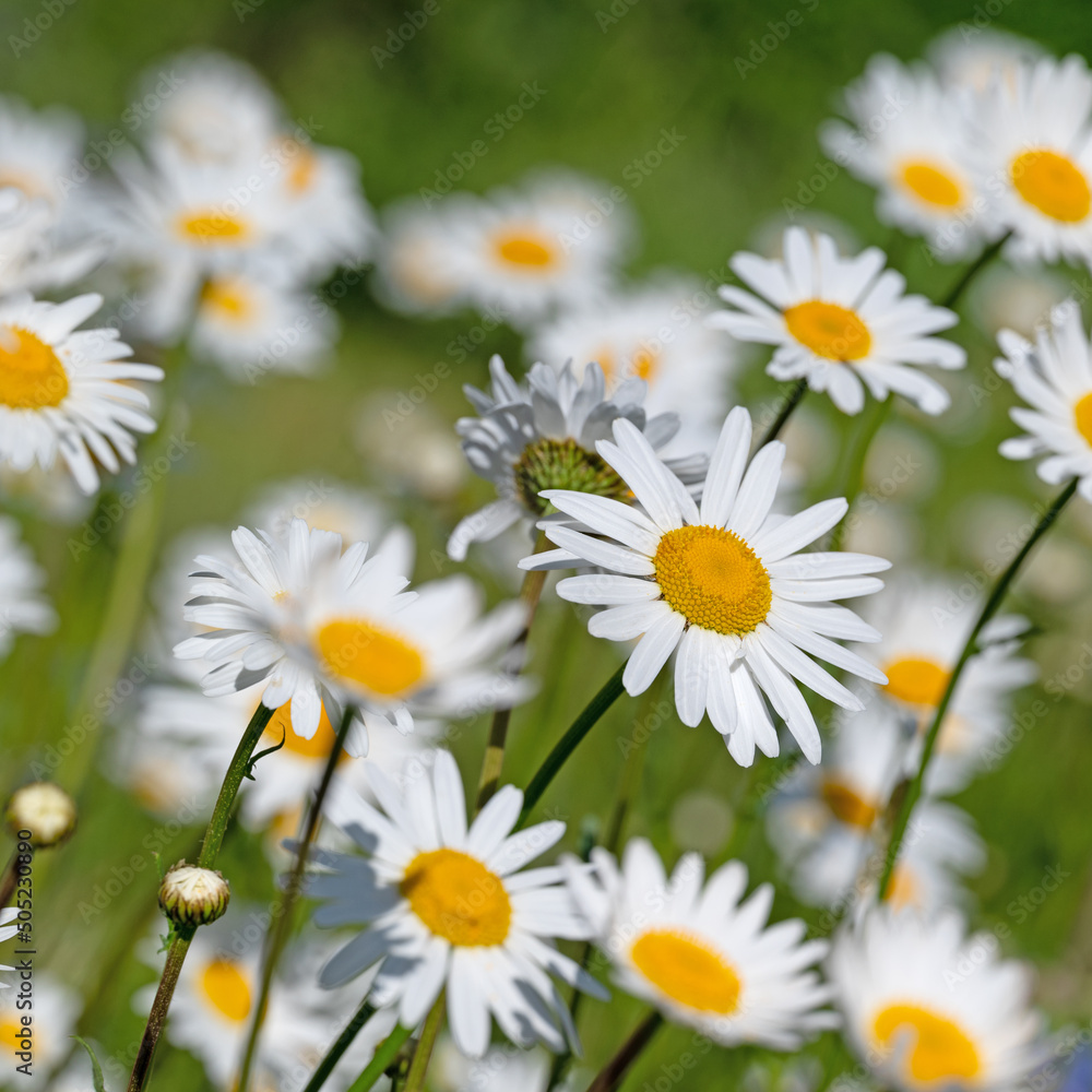 Fototapeta premium Blühende Margeriten, Leucanthemum, im Frühling
