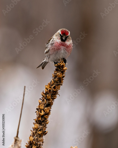 Red poll Photo and Image.  Finch perched at a top of a foliage with a blur background in its environment and habitat surrounding. photo