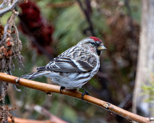 Red poll bird Photo and Image. Close-up profile view, perched on a branch with blur forest background in its environment and habitat surrounding photo