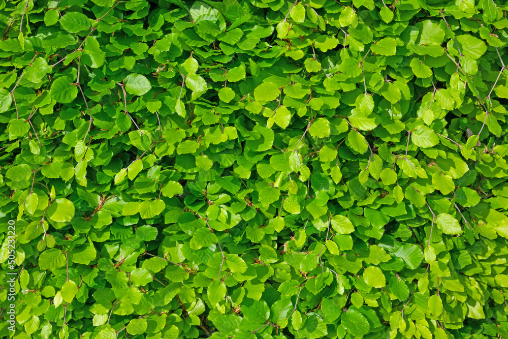 Junge Blätter der Hainbuche, Carpinus betulus, im Frühling Junge Blätter der Hainbuche, Carpinus betulus, im Frühling