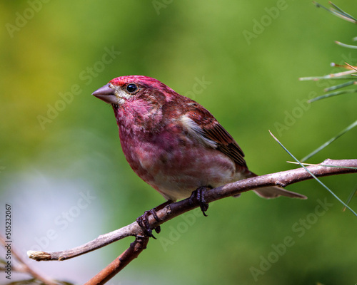 Purple Finch Photo and Image. Close-up profile view, perched on a branch displaying red colour plumage with a blur green background in its environment and habitat surrounding. Finch Picture.