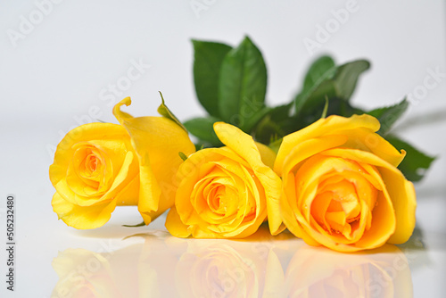 three yellow roses fresh flowers in a white clear blank background