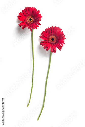 Two red Gerbera fresh flowers in a white blank clear background