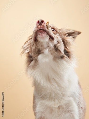 Happy dog , expressive marble Border Collie. funny pet in studio 