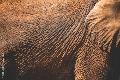 Photography Closeup of smooth and wrinkled leather like texture of wild animal elephant whil