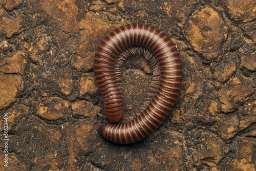 Vászonkép Details of a brown millipede on a tree