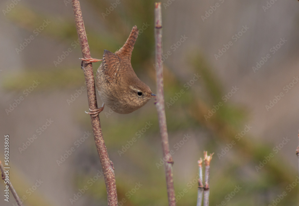 Fototapeta premium small, cute wren bird hanging on a branch
