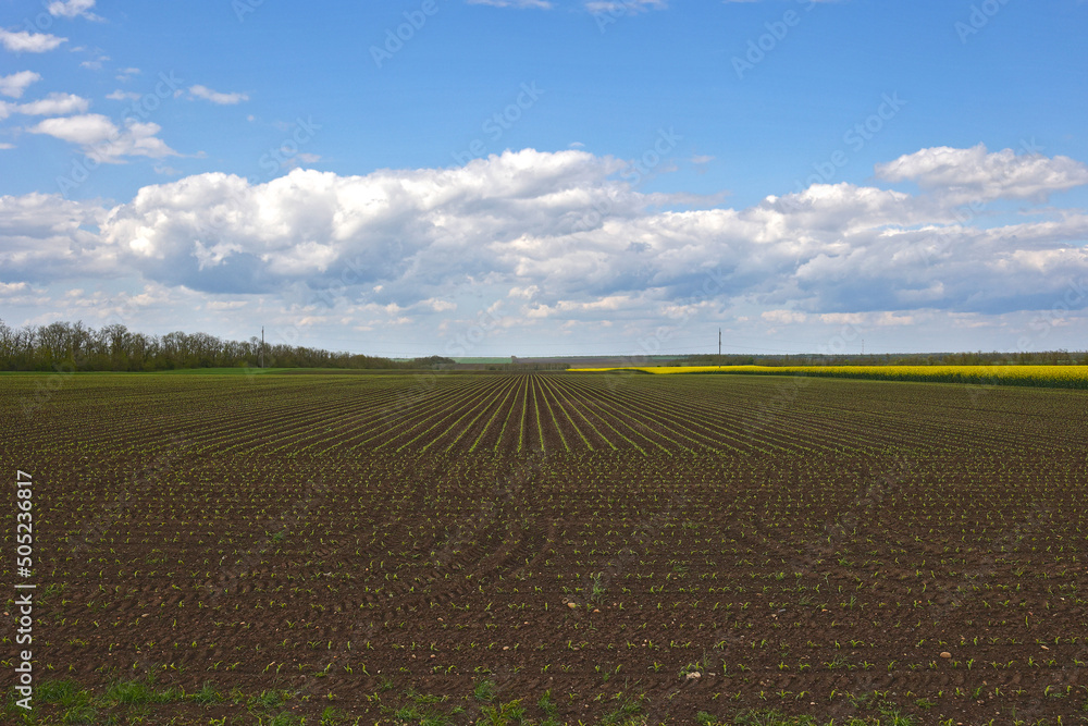 Field with young shoots of corn, clouds. HDR image