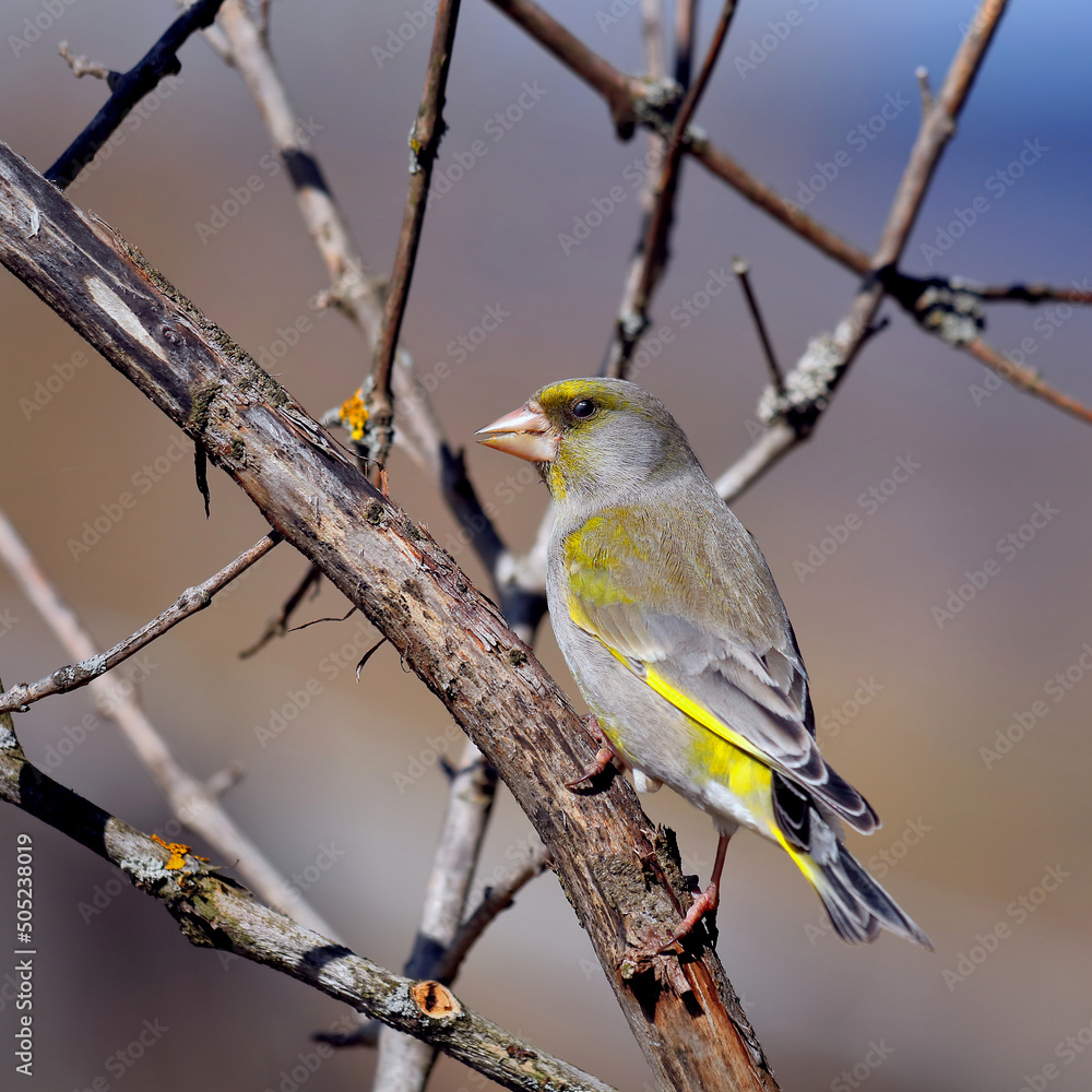 Obraz premium Greenfinch bird close-up on a withered tree branch. bird watching