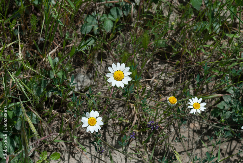 Flowering daisies. Bull's eye daisy, dog daisy vulgare, daisies, ox-eye daisy, common daisy, , moon daisy. Gardening concept Flowering daisies. Bull's eye daisy, dog daisy vulgare, daisies, ox-eye daisy, common daisy, , moon daisy. Gardening concept