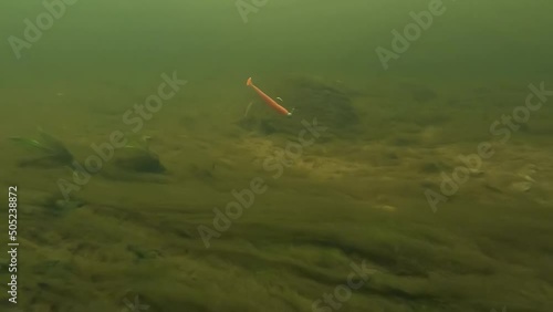 Minnow fishing lure underwater in a clear water photo