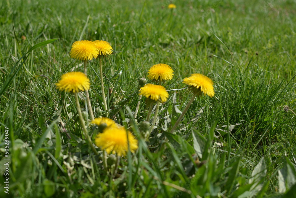 Nature Nature