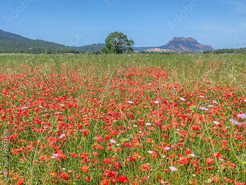 Champ de coquelicots avec un gros ch  ne  une maisonnette et des collines en arri  re plan pour profiter de l   t   en couleur