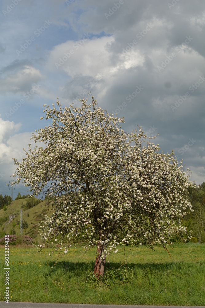 Naklejka premium Nature