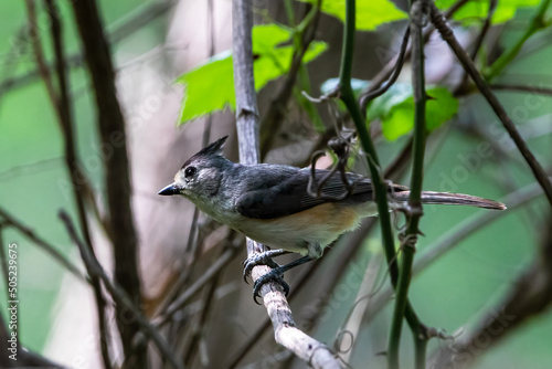 black-crested tit mouse bird photo