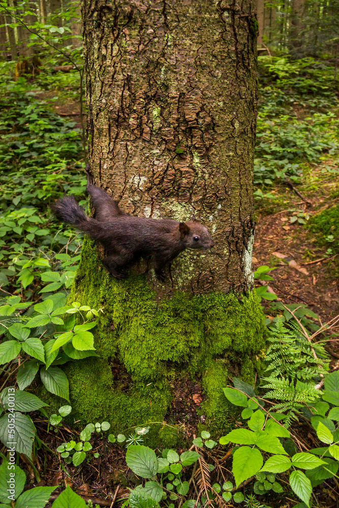 a carpathian squirell in the forest, Skole Beskids National Nature Park, Ukraine a carpathian squirell in the forest, Skole Beskids National Nature Park, Ukraine