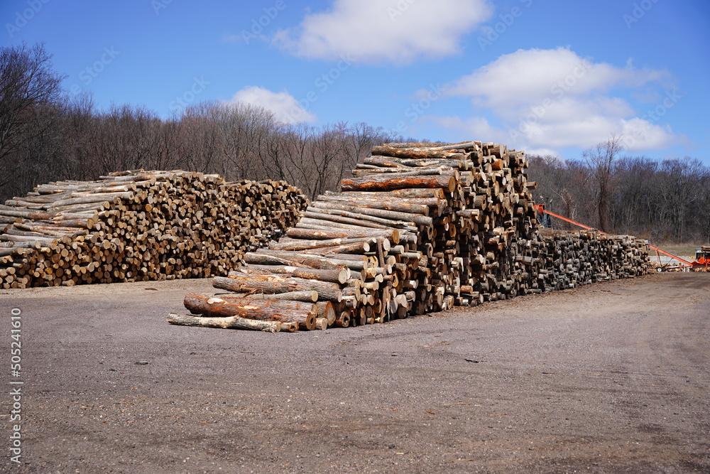 Stack of wood logs drying outside 