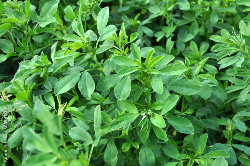 In the spring field young alfalfa grows In the spring field young alfalfa grows