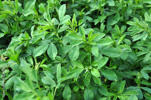 Wallpaper Mural In the spring field young alfalfa grows Torontodigital.ca