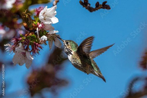 Calliope Hummingbird (Selasphorus calliope) Feeding on Cherry Flowers photo