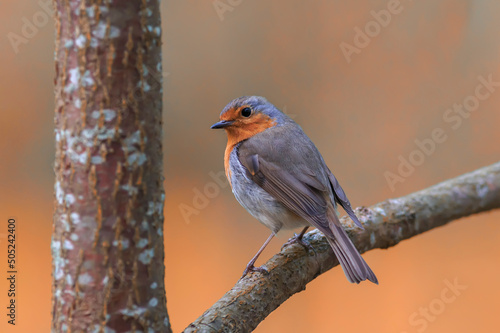 beautiful little songbird robin sitting on a branch in the park