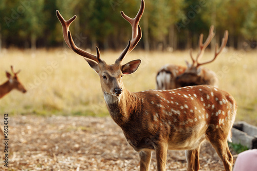 A deer with brown spotted fur is watching the field. © Kaplitskaya Love